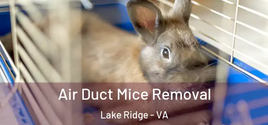  Air Duct Mice Removal Lake Ridge - VA